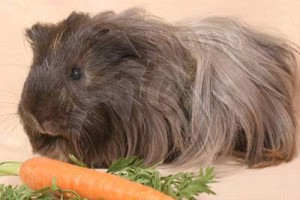 Hnědé morče z mrkví.jpg